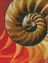 shellshoppic5