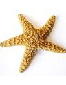 starfishpic