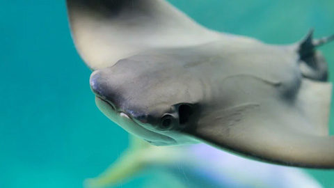 The Cownose Ray. a stingray