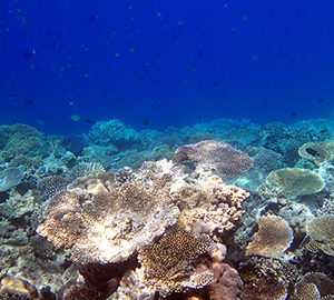 Coral and the Ecosystem