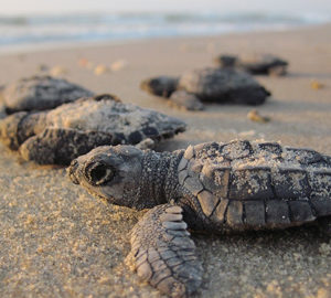 Lights Out for Loggerheads Protecting Loggerhead Hatchlings