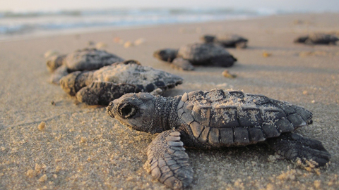 Lights Out for Loggerheads Protecting Loggerhead Hatchlings
