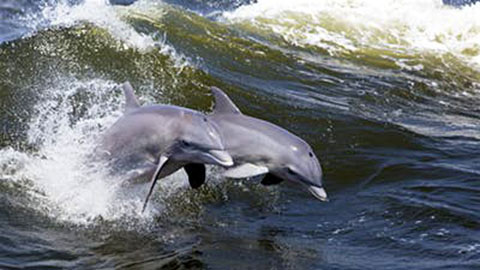 Ocean Dolphin Cruise