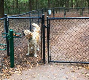 Local Dog Parks: Fun for You and Your Pooch golden retriever in fenced area