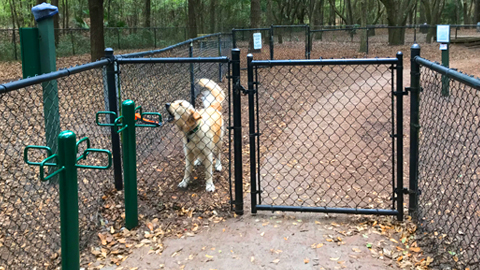 Local Dog Parks: Fun for You and Your Pooch golden retriever in fenced area
