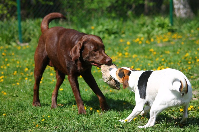 chocolate lab and beagle play tug on ball