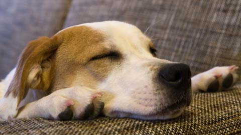 beagle dog laying on sofa