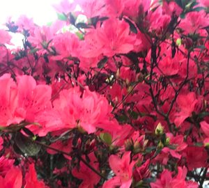 See Azaleas on Hilton. azeala
