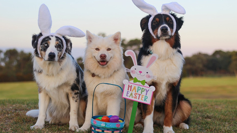 Easter Events 2023. three dogs with easter bunny ears