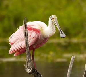 Discover the Audubon Newhall. Pink bird with bill sitting on a dead branch in a swamp