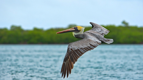 The impressive pelican