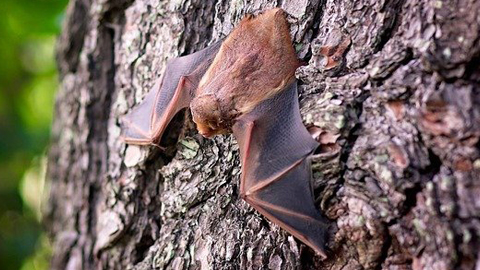 Bats in the Lowcountry. a bat
