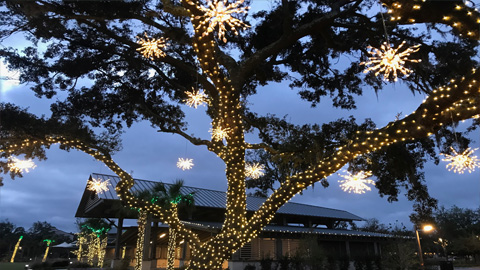 Christmas Lights on Hilton Head. trees decorated in white lights