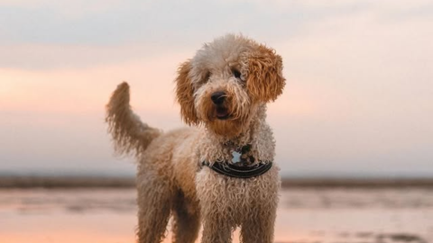 Hilton Head Properties Realty & RentalsPet Friendly. A poodle on the beach