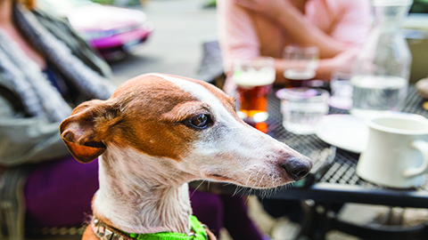 Pet-friendly Dining Spots Near Coligny Plaza, Shelter Cove Harbour and Harbour Town. An Italian greyhound