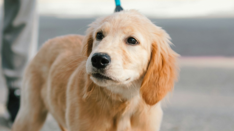 An adorable golden retriever puppy