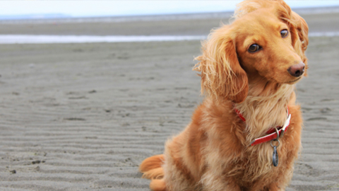 Beach Properties of Hilton Head. a dog with on the beach